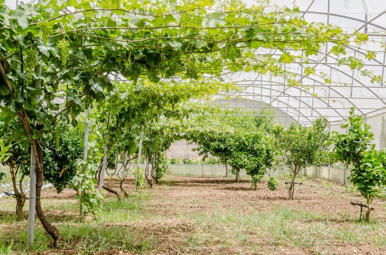 Vivere Gli Iblei - Maison En Plain Air Ragusa Ngoại thất bức ảnh